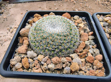 Mammillaria microthele SB34