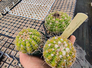 Notocactus uebelmannius