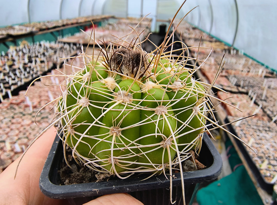 Notocactus uebelmannius