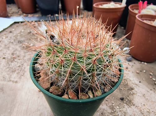 Notocactus schlosseri