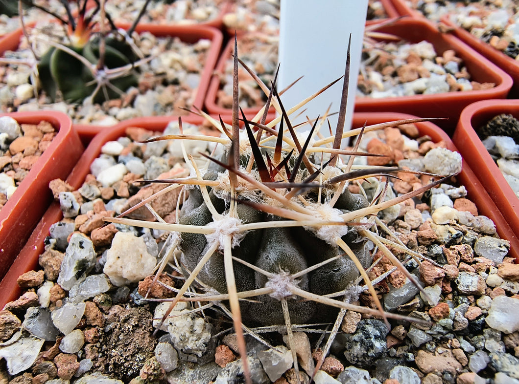 Acanthocalycium thionanthum LF43