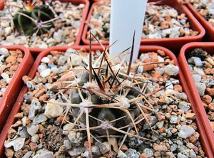 Acanthocalycium thionanthum LF43