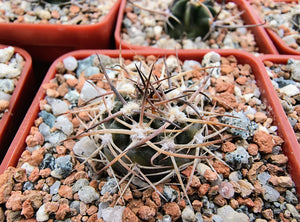 Acanthocalycium thionanthum LF43