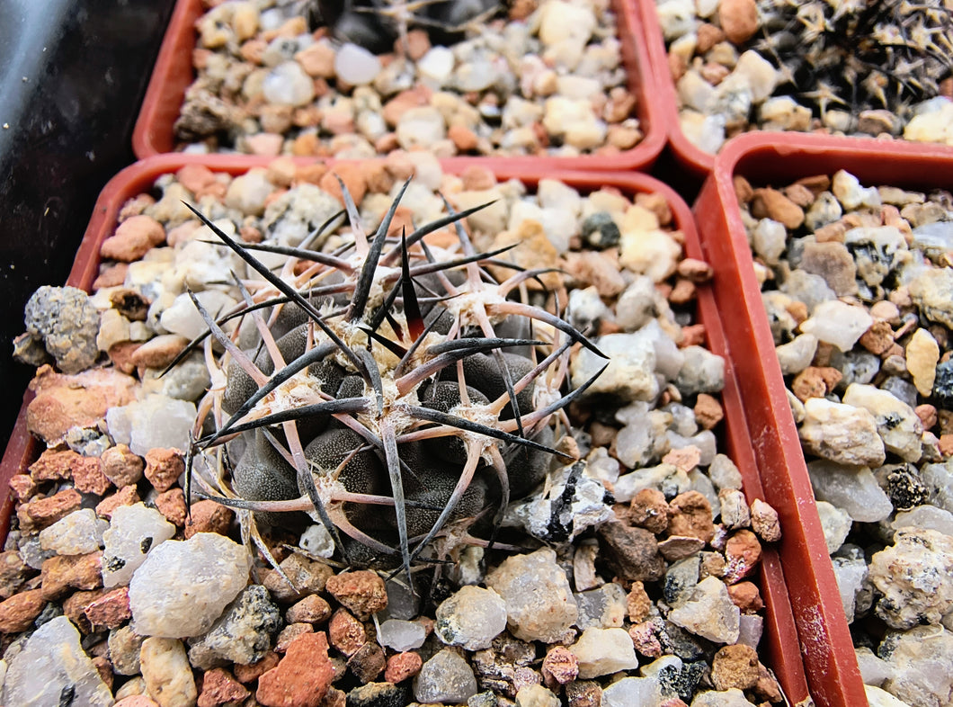 Acanthocalycium glaucum LF38