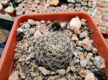 Mediolobivia mudanensis R484