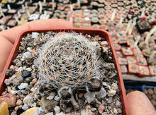 Mediolobivia mudanensis R484