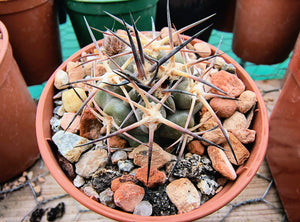 Acanthocalycium thionanthum