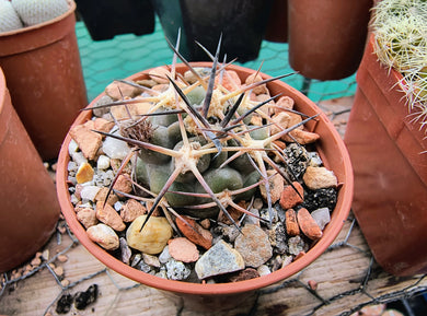 Acanthocalycium thionanthum