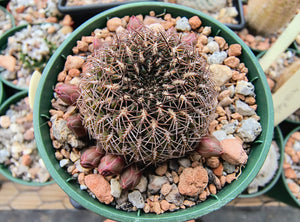 Sulcorebutia steinbachii