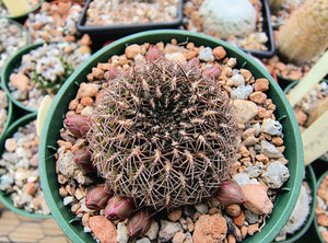 Sulcorebutia steinbachii