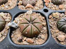 Astrophytum asterias cv. nudum