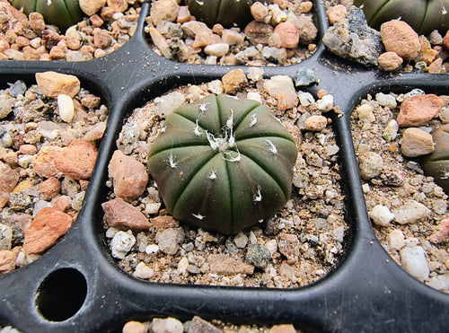 Astrophytum asterias cv. nudum