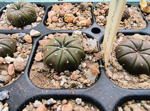 Astrophytum asterias cv. nudum