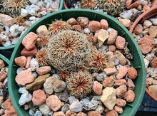 Sulcorebutia steinbachii taratensis KB88