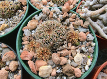 Sulcorebutia steinbachii taratensis KB88