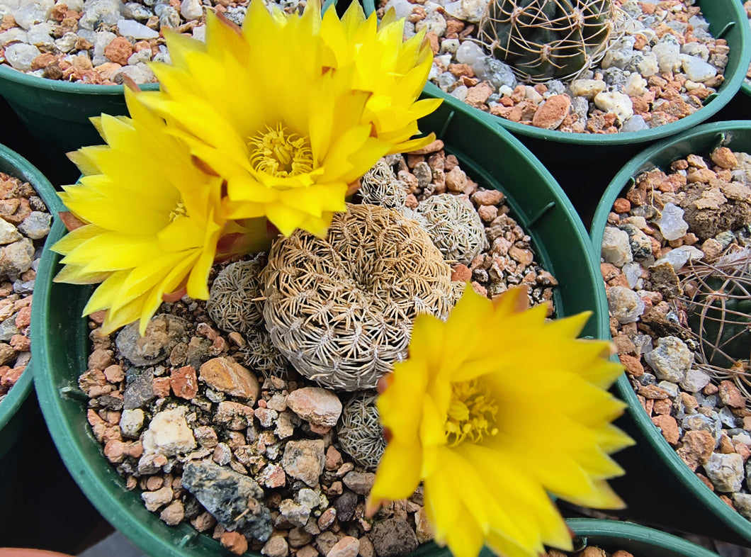 Sulcorebutia langeri