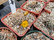 Sulcorebutia breviflora HS144