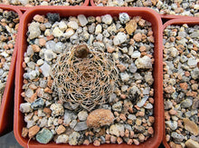 Sulcorebutia breviflora HS144