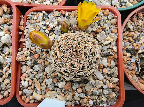 Sulcorebutia breviflora HS144