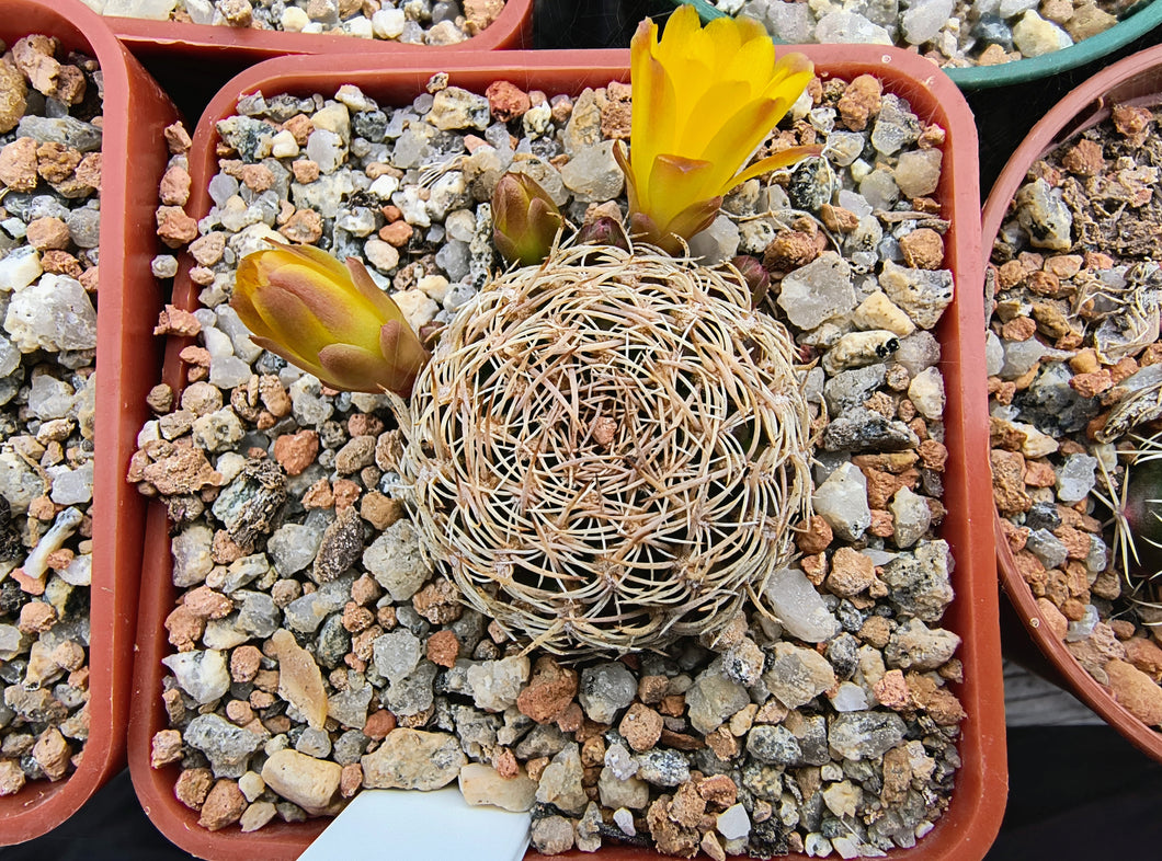 Sulcorebutia breviflora HS144