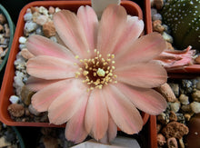 Mediolobivia mudanensis R484