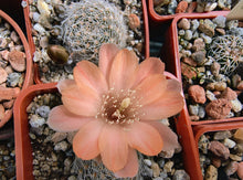 Mediolobivia mudanensis R484