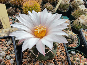 Thelocactus hexaedrophorus