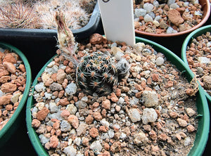 Mediolobivia sp. AVF38