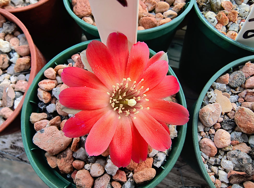 Mediolobivia huarinensis KK978