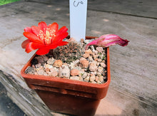 Mediolobivia brunescens L383