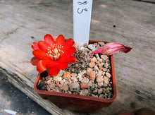 Mediolobivia brunescens L383