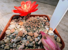 Mediolobivia brunescens L383