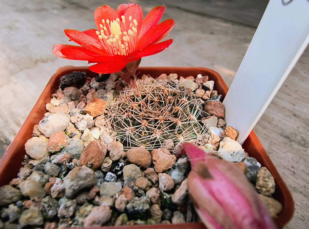 Mediolobivia brunescens L383