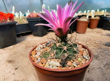 Gymnocalycium neuhuberi GN77/1181