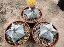 Astrophytum coahuilense