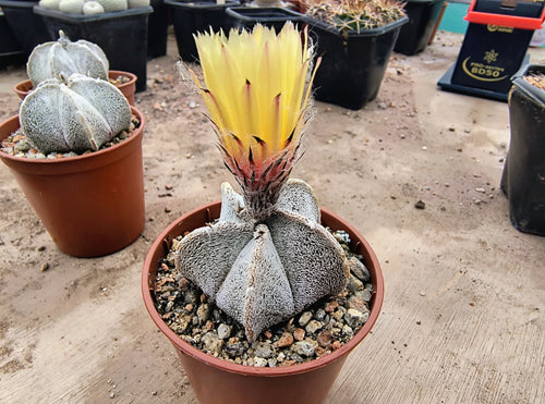 Astrophytum coahuilense