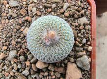 Epithelantha micromeris PC25