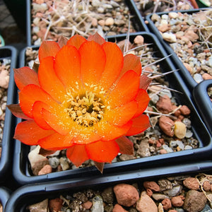 Acanthocalycium erythranthum