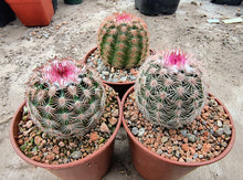 Echinocereus pectinatus