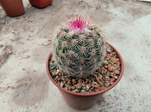 Echinocereus pectinatus