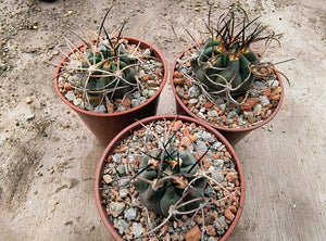 Acanthocalycium munitum