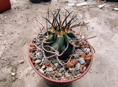 Acanthocalycium munitum