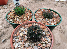 Sulcorebutia polymorpha VS378