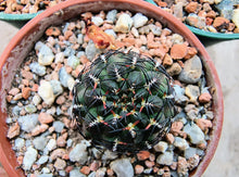 Sulcorebutia polymorpha VS378