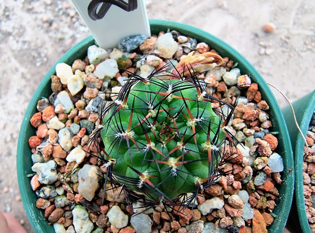 Sulcorebutia polymorpha VS378