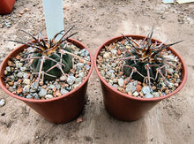 Gymnocalycium spegazzinii LF68