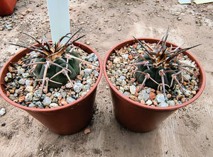 Gymnocalycium spegazzinii LF68