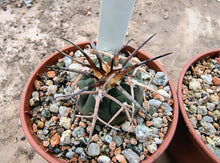 Gymnocalycium spegazzinii LF68