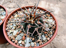 Gymnocalycium spegazzinii LF68