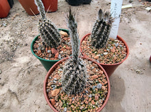 Echinopsis mirabilis